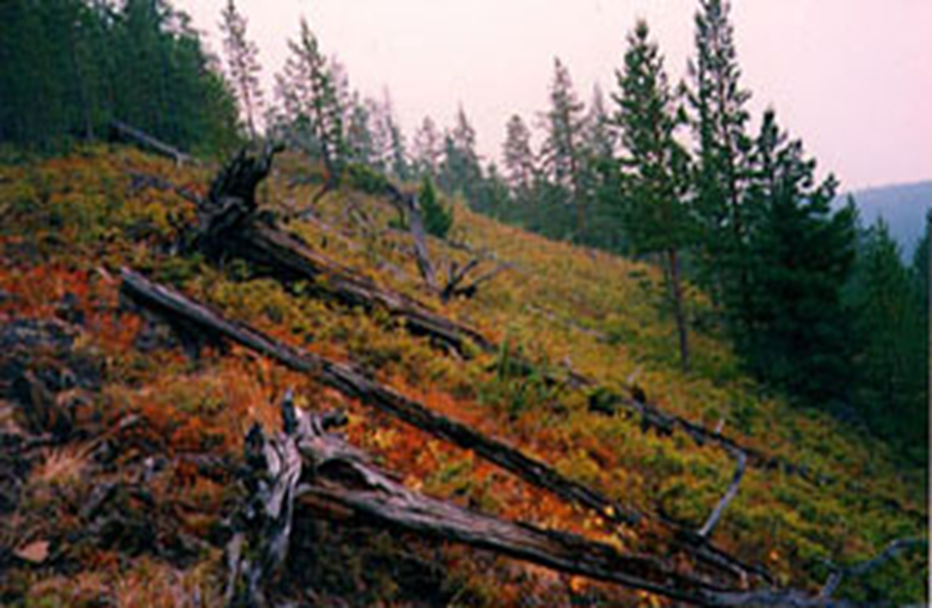 Una fotografía reciente de la zona de Tunguska. Incluso hoy en día se aprecian los efectos producidos hace más de 100 años: El bosque joven avanza sobre los troncos muertos.